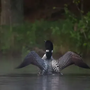 Common loon Common loon