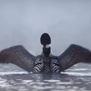 Common loon Common loon