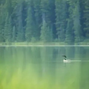 Common Loon Common Loon