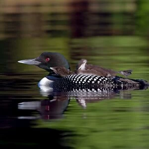 Common loon chick stretches