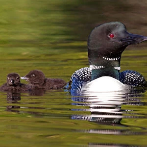 Common loon with two chicks