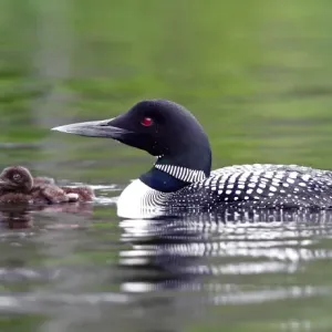 Common loon with chicks Common loon with chicks