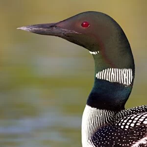 Common loon colours of neck