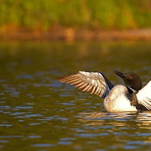 Common loon flapping wings