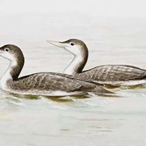 Common loon (Gavia immer), two birds in the water, side view