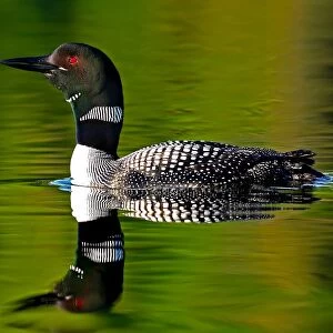 Common loon in green water