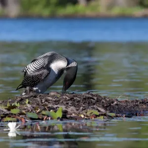Common loon on nest (Gavia immer) Common loon on nest (Gavia immer)
