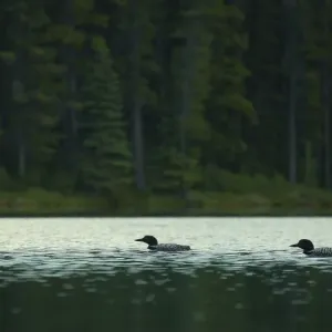 Common Loons Common Loons