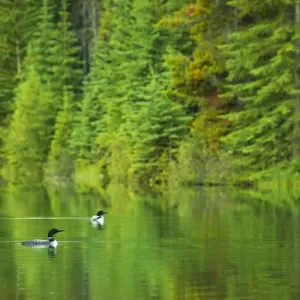 Common Loons Common Loons