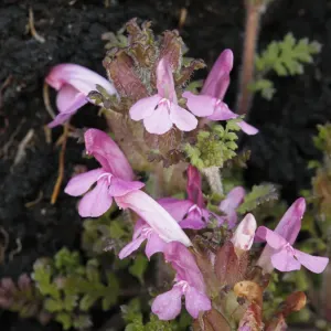 Common Lousewort (Pedicularis sylvatica), Connemara, County Galway, Republic of Ireland, Europe Common Lousewort (Pedicularis sylvatica), Connemara, County Galway, Republic of Ireland, Europe