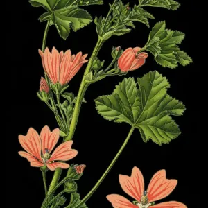 common mallow, cheeses, high mallow, tall mallow common mallow, cheeses, high mallow, tall mallow
