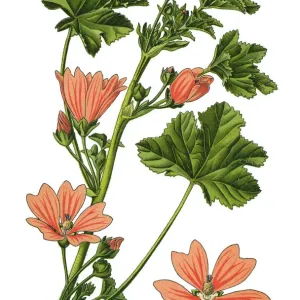 common mallow, cheeses, high mallow, tall mallow common mallow, cheeses, high mallow, tall mallow
