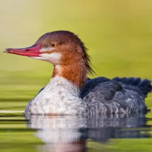 Common Merganser Common Merganser