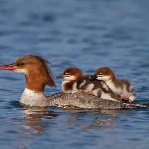 Common Merganser duck