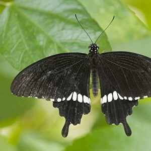 Common Mormon butterfly -Papilio polytes-, captive, Thuringia, Germany