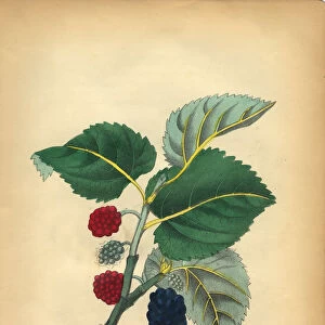 Common Mulberry Tree Victorian Botanical Illustration