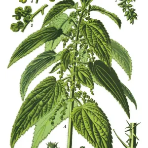 Common Nettle Print, 1892 Common Nettle Print, 1892