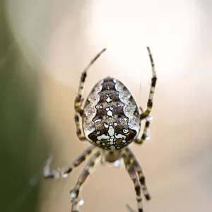 Common orb-weaving spider -Araneus sp. - on its web, Konstanz, Baden-Wuerttemberg, Germany, Europe