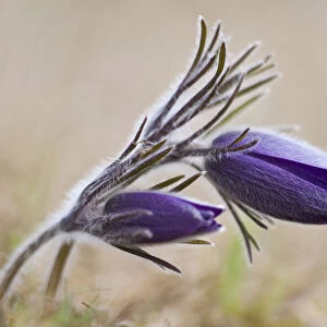 Common Pasque Flower -Pulsatilla vulgaris, Anemone pulsatilla L. -, Gillesbachtal, Kalkeifel, Eifel, North Rhine-Westphalia, Germany, Europa