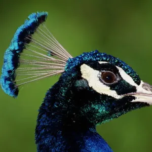 Common peafowl (Pavo cristatus), India Common peafowl (Pavo cristatus), India