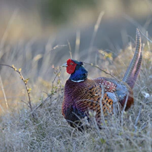 Common Pheasant -Phasianus colchicus-, cock displaying in marram grass, Dunes of Texel National Park, Texel, West Frisian Islands, Province of North Holland, Netherlands