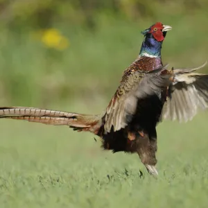 Common pheasant -Phasianus colchicus-