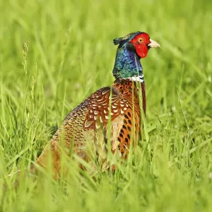 Common Pheasant Print, Male in Burgenland Austria Common Pheasant Print, Male in Burgenland Austria
