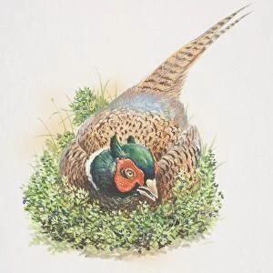 Common Pheasant (Phasianus colchicus), illustration of large, long-tailed gamebird. rich chestnut, golden-brown and black markings on body and tail, dark green head and red face wattling