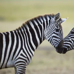 Common or Plains Zebra nuzzling