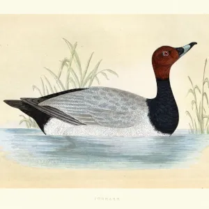 Common pochard, Aythya ferina, Wildlife, Birds, diving ducks, Art Prints
