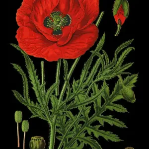 common poppy, corn poppy, corn rose, field poppy, Flanders poppy, red poppy common poppy, corn poppy, corn rose, field poppy, Flanders poppy, red poppy