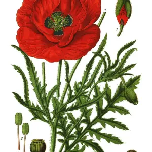 Antique Print of Common Poppy Antique Print of Common Poppy