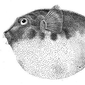Common Puffer fish engraving 1842