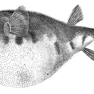 1842 Common Pufferfish Engraving Print 1842 Common Pufferfish Engraving Print
