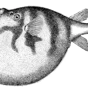 Common Puffer Print (Tetraodon Cutcutia) Common Puffer Print (Tetraodon Cutcutia)
