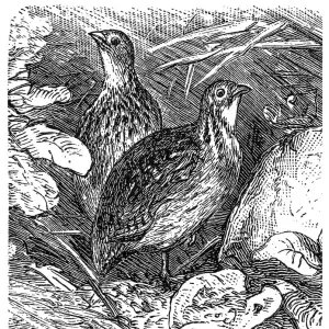 Common Quail (Coturnix Coturnix)