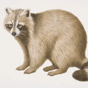 Common Raccoon (procyon lotor), side view