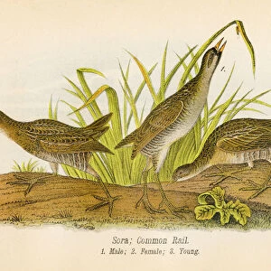 Common rail bird lithograph 1890