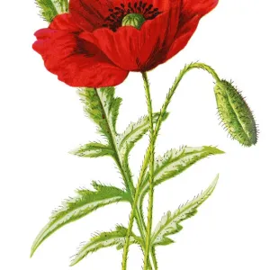 Antique Red Poppy Print from 1893 Botanical Atlas