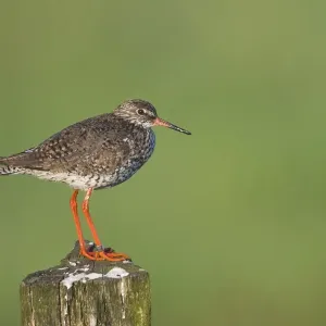 common redshank, emsland, green, natural environment, niedersachsen, norddeutschland common redshank, emsland, green, natural environment, niedersachsen, norddeutschland