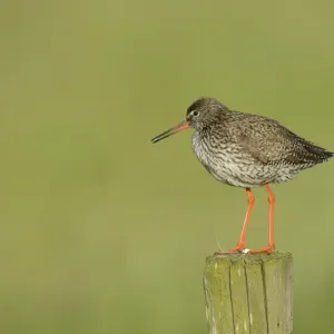 Common Redshank Print, perched on a wooden post