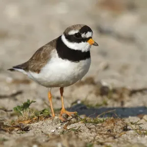 Common Ringed Plover or Ringed Plover -Charadrius hiaticula-, adult bird, Eidersperrwerk, North Frisia, Germany, Europe Common Ringed Plover or Ringed Plover -Charadrius hiaticula-, adult bird, Eidersperrwerk, North Frisia, Germany, Europe