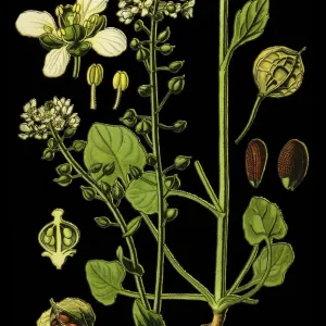 Common Scurvygrass, scurvy-grass, spoonwort Common Scurvygrass, scurvy-grass, spoonwort
