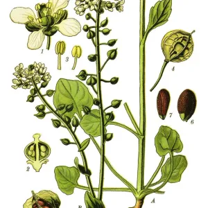 Common Scurvygrass, scurvy-grass, spoonwort Common Scurvygrass, scurvy-grass, spoonwort