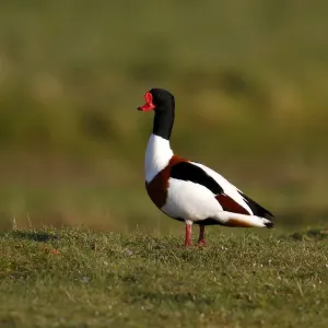 Common Shelduck -Tadorna tadorna-, drake standing in a pasture, Eidersperrwerk, Schleswig-Holstein, North Friesland, Germany, Europe Common Shelduck -Tadorna tadorna-, drake standing in a pasture, Eidersperrwerk, Schleswig-Holstein, North Friesland, Germany, Europe
