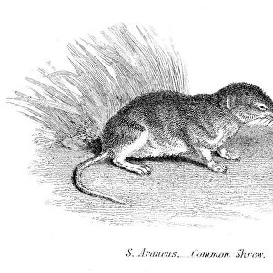 The common shrew illustration 1803