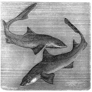 The common smooth-hound (Mustelus mustelus) and spiny dogfish, spurdog, mud shark, piked dogfish (Squalus acanthias)