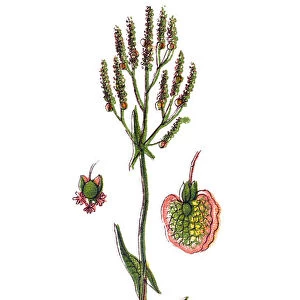 Common sorrel or garden sorrel (Rumex acetosa), often simply called sorrel