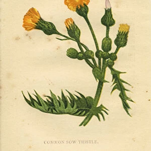 Common sow thistle Victorian botanical illustration by Anne Pratt