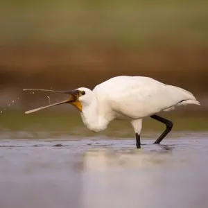 Common Spoonbill Feeding Print Common Spoonbill Feeding Print